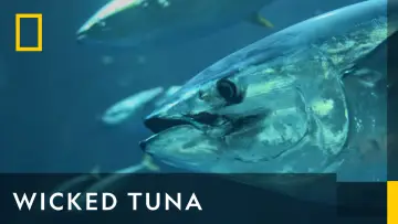 Zasłona к сериалу "Wicked Tuna" #1357120