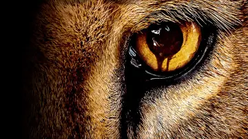 Zasłona к сериалу "Zoo" #1385926