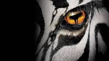 Zasłona к сериалу "Zoo" #1385930