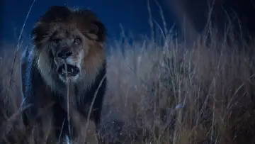 Zasłona к сериалу "Zoo" #1385933