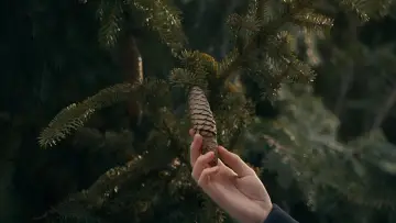 Zasłona к сериалу "Ania, nie Anna" #1327420