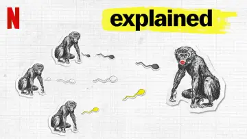Zasłona к сериалу "Explained" #1413923