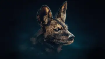 Zasłona к сериалу "Dynastie" #1490108
