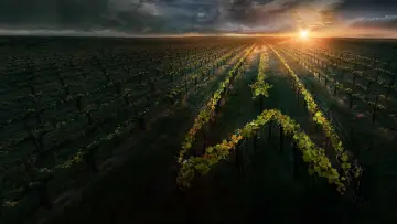 Zasłona к сериалу "Star Trek: Picard" #1319332